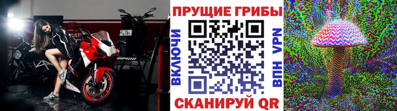 Псилоцибиновые грибы Cubensis  цены наркотик  kraken вход  Апатиты 
